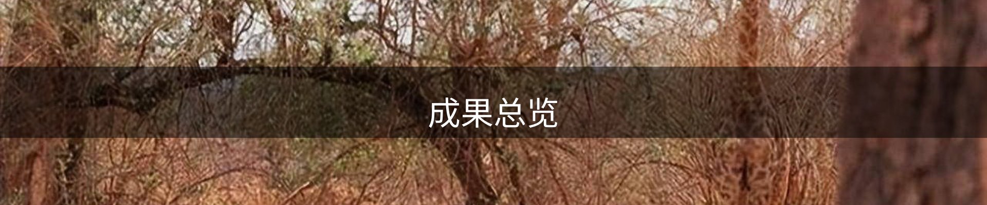 成果总览
